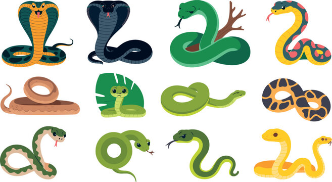 Cute cartoon snake vector character set with venomous king cobra, green python, viper, boa constrictor, and tropical forest elements for kids children educational designs,