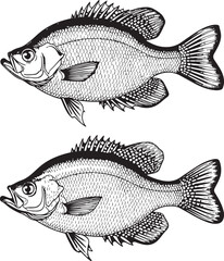 Fototapeta premium Black crappie illustration black and white outline for fishing sports and outdoors activities.