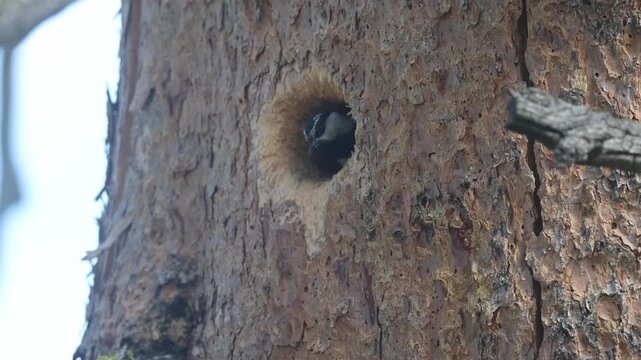 A mountain chickadee (Poecile gambeli) feeds its mate at a nest cavity in an old lodgepole pine snag at Kyburz Flat, Sierra County, California, in slow motion.