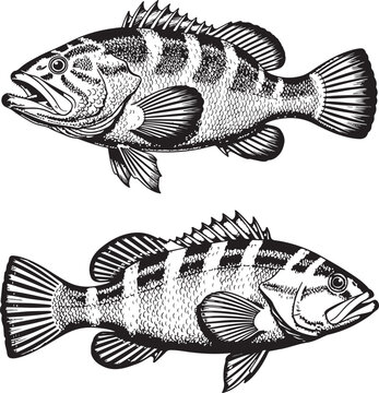 Two grouper fish sketches featuring dark stripes and textured scales in old woodcut style.
