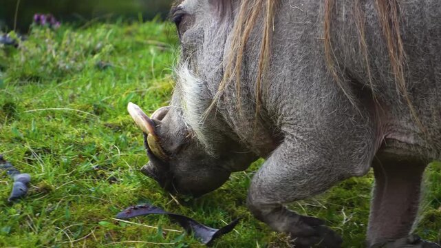 Close up of a warthog pig searching for food and grazing ona meadow on a cloudy spring day