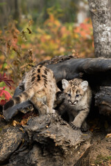 Obraz premium Cougar Kittens (Puma concolor) Pass On Log Autumn