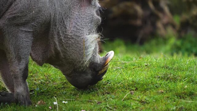 Close up of a warthog pig searching for food and grazing ona meadow on a cloudy spring day