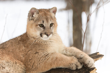 Female Cougar (Puma concolor) Lies on Log Looking Right Winter © geoffkuchera
