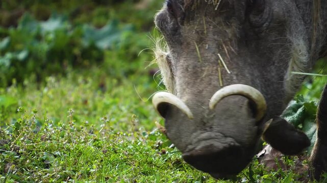 Close up of a warthog pig searching for food and grazing ona meadow on a cloudy spring day