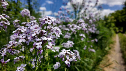 Obraz premium Flowers bloom under a blue sky against a backdrop of clouds and greenery on a sunny summer day in the garden