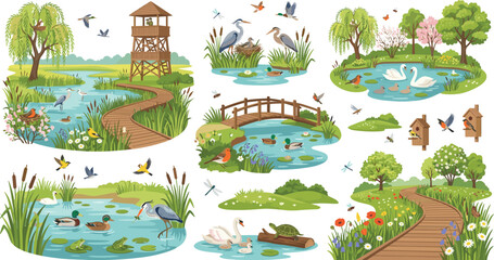 Wetland nature reserve vector set with ponds, wild birds, swans, ducks, herons, wooden bridges, and boardwalk trails © Kulsum