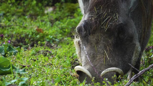 Close up of a warthog pig searching for food and grazing ona meadow on a cloudy spring day