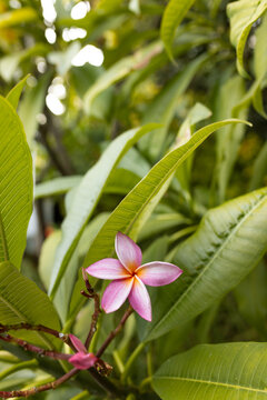 Pink plumeria bloom is showcasing yellow center on woody stem with unopened buds in tropical garden