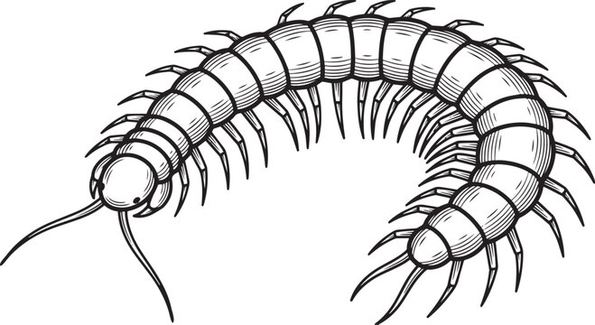 Arched Centipede with Detailed Segmented Body and Paired Legs, Realistic Sketch Style black and white vector illustration
