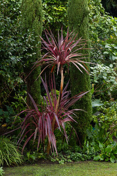 Two-tiered red purple-leaved ornamental plant is standing in garden bed, framed by tall evergreens