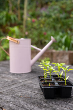 Black seed tray sprouting green seedlings on wood table near stone edging, pink watering can behind