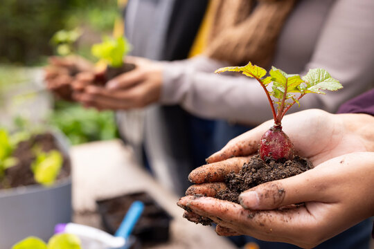 Diverse women wearing jackets holding red-root seedling with soil at garden bench and blue trowel