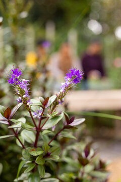 Purple spike plant is blooming in garden foreground, showing glossy leaves near wooden bench