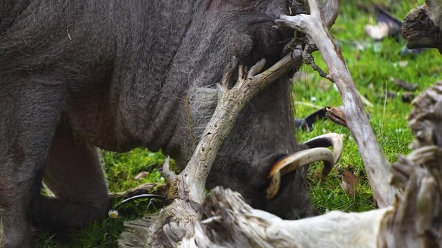 Close up of a warthog pig searching for food and grazing ona meadow on a cloudy spring day