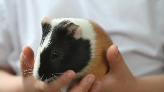 child holds a three-colored guinea pig in his hands