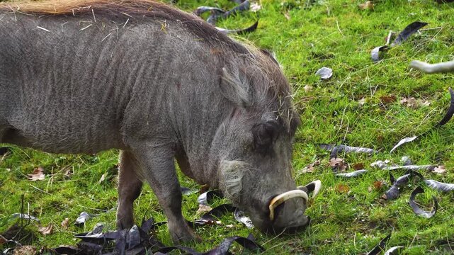Close up of a warthog pig searching for food and grazing ona meadow on a cloudy spring day