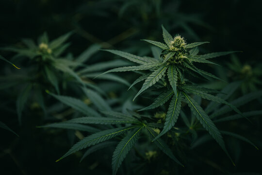 Closeup thai cannabis plant with flowering bud for botanical cultivation background and herbal product design in moody green light