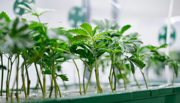 cannabis seedling propagation tray with clones in grow room greenhouse for nursery background and plant banner design
