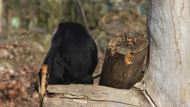 Close up of a bearded monkey or  lion-tailed macaque moving around a meadow ona sunny spring day
