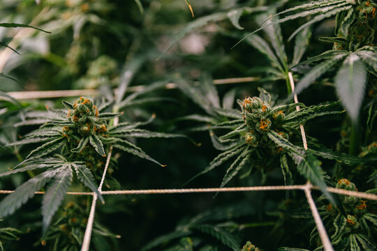 Detailed cannabis sativa bud close-up in indoor cultivation with trellis grid and textured foliage for agricultural background and banner
