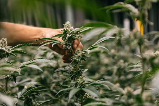 Hand inspecting cannabis bud on plant for cultivation care banner and agricultural product background
