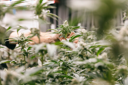 Worker harvesting indoor cannabis plants with hand for greenhouse harvest and cultivation background design