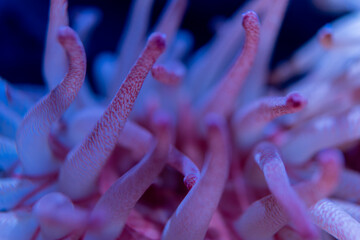 イソギンチャクの柔らかな触手を捉えた水中マクロ写真 © hiro