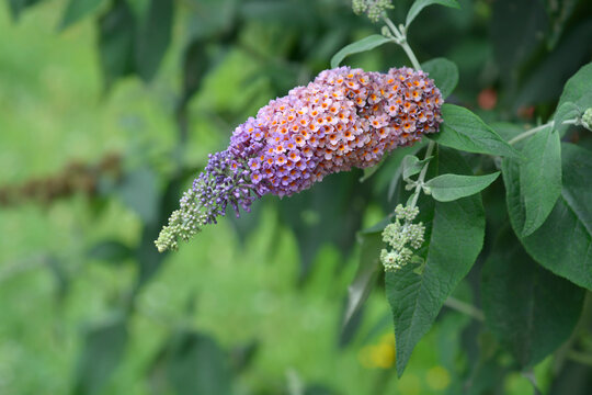 A beautiful cone-shaped flower cluster with small purple petals and orange centers blooms on a butterfly bush branch - latin name - Buddleja davidii