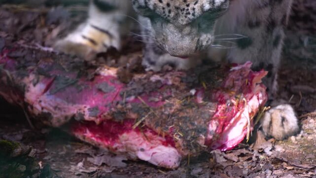 Close up view of a snow leopard chewing on meat with a bone on a sunny day in spring	