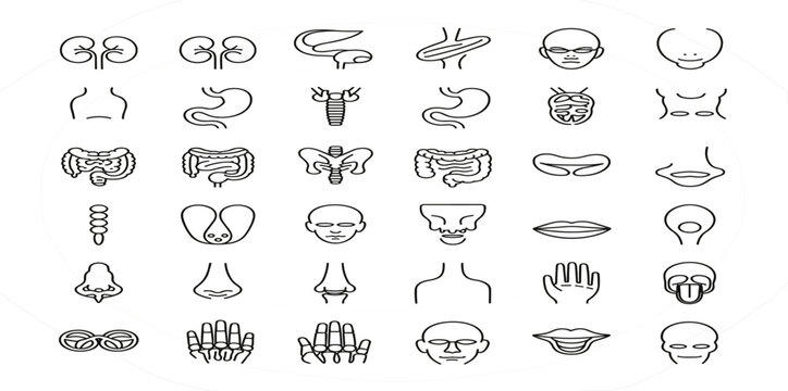 Collection of human anatomy organ and body part outline icons Keywords: anatomy, human, body, organ, icon, outline, medical