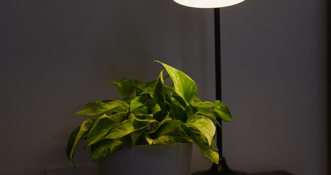 Lamp light is making pothos-like plant in white pot slowly relax and rearrange on table