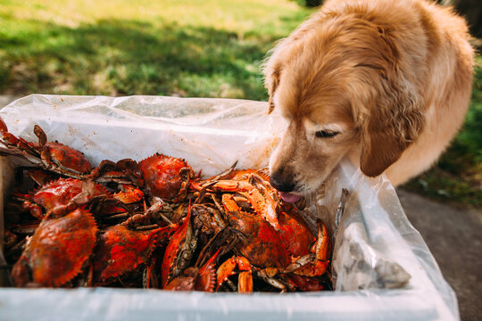 dog taking a crab