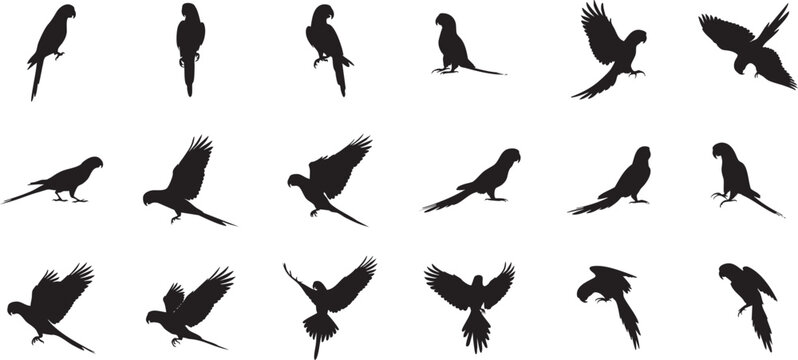 Parrot Silhouette Vector Collection: High-Quality Bird Graphics for Design Projects