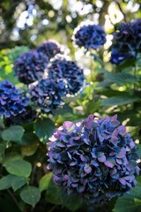 Obraz premium blue hydrangea flowers