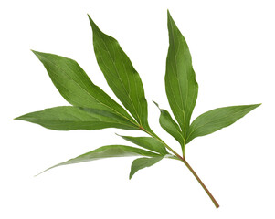 Fototapeta premium Green leaves of peony flower on transparent background, png