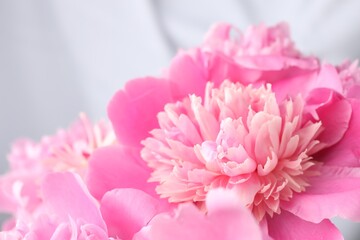 Fototapeta premium Beautiful pink peony flowers on blurred background, closeup