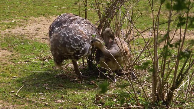 Close up of flightless Rhea or Nandu birds mating on a meadow between bushes on a sunny day in summer