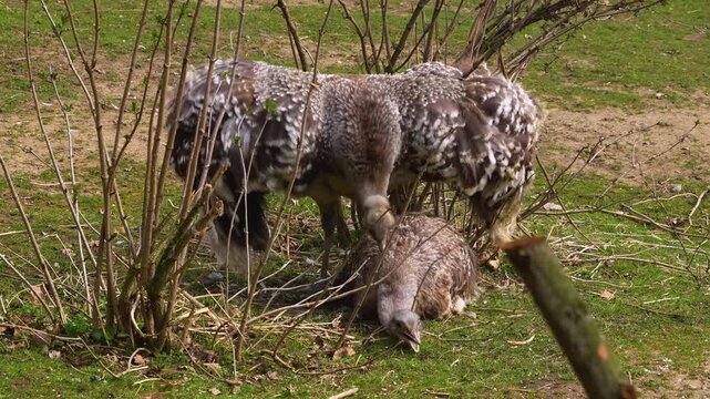 Close up of flightless Rhea or Nandu birds mating on a meadow between bushes on a sunny day in summer