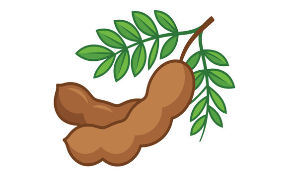 Tamarind fruit with green leaves a colorful vector illustration on a white background tamarindus indica