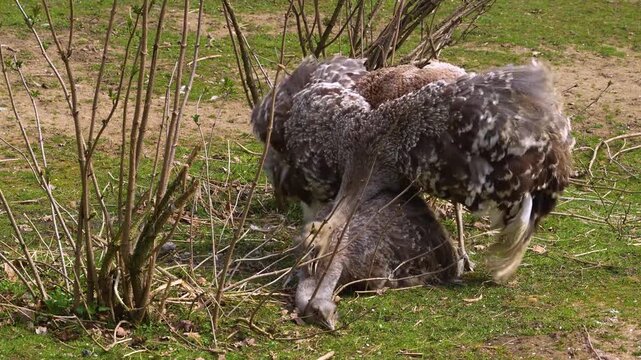 Close up of flightless Rhea or Nandu birds mating on a meadow between bushes on a sunny day in summer