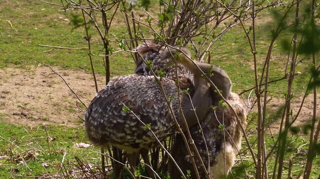 Close up of flightless Rhea or Nandu birds mating on a meadow between bushes on a sunny day in summer