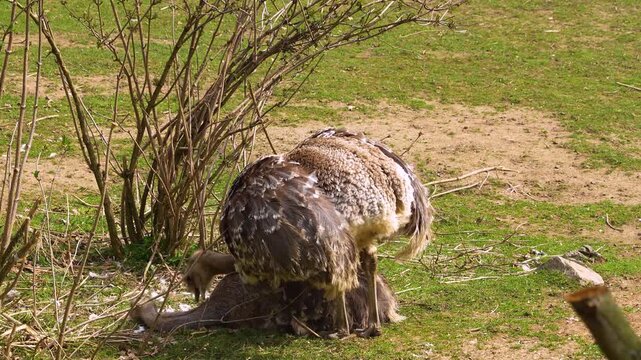 Close up of flightless Rhea or Nandu birds mating on a meadow between bushes on a sunny day in summer