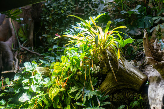 深い緑と光のコントラストが美しい観葉植物の背景素材