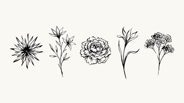Set of hand drawn flowers, botanical illustration, floral elements for design, ink sketch of plants isolated on white background transparent background