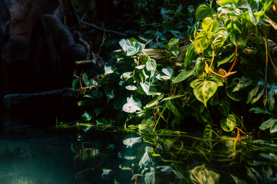水面に映る熱帯植物の幻想的なボタニカル風景