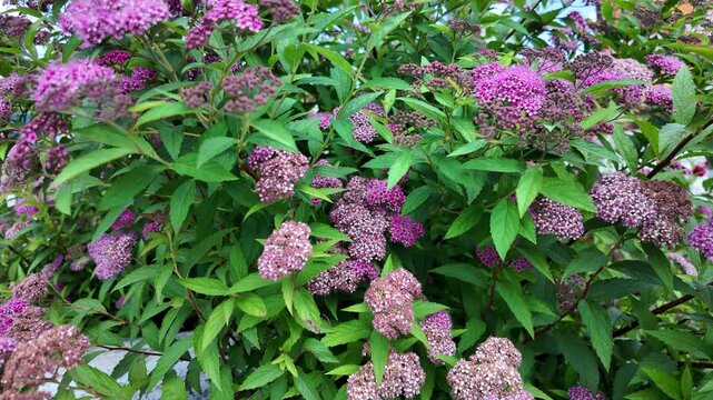 pink spiraea japonica pink plants flowers