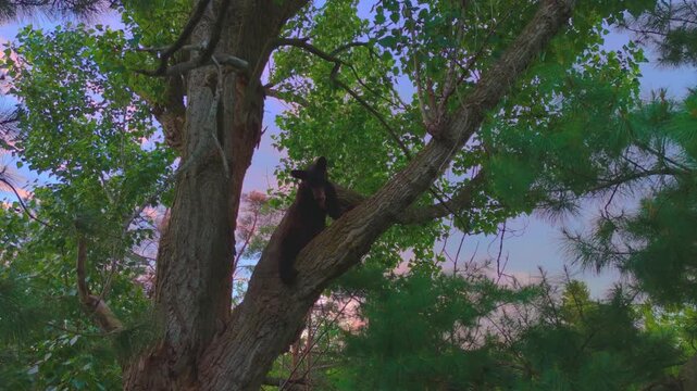 Wild Black Bear in Tree Canopy at Sunset