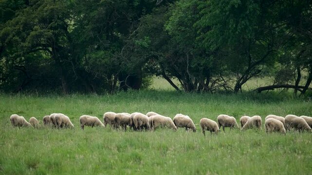 Flock of sheep grazing in a meadow near a forest with ample copy space. Peaceful rural landscape featuring livestock feeding on green grass in a natural countryside setting