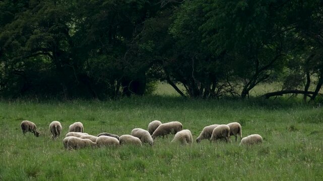 Flock of sheep grazing in a meadow near a forest with ample copy space. Peaceful rural landscape featuring livestock feeding on green grass in a natural countryside setting